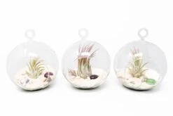 Set Of 3 Beachy Globe Terrariums With White Sand