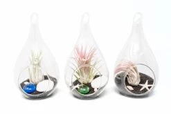Teardrop Beach Terrariums With Black Sand 6 Teardrop Beach Terrariums With Black Sand -Air plant supply co. Setof3TeardropBeachTerrariumswithBlackSand cfbbd8e7 b72c 4337 bc36 e1b95aeaa11c scaled