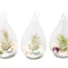 SALE - Set Of 3 Teardrop Beach Terrariums With White Sand