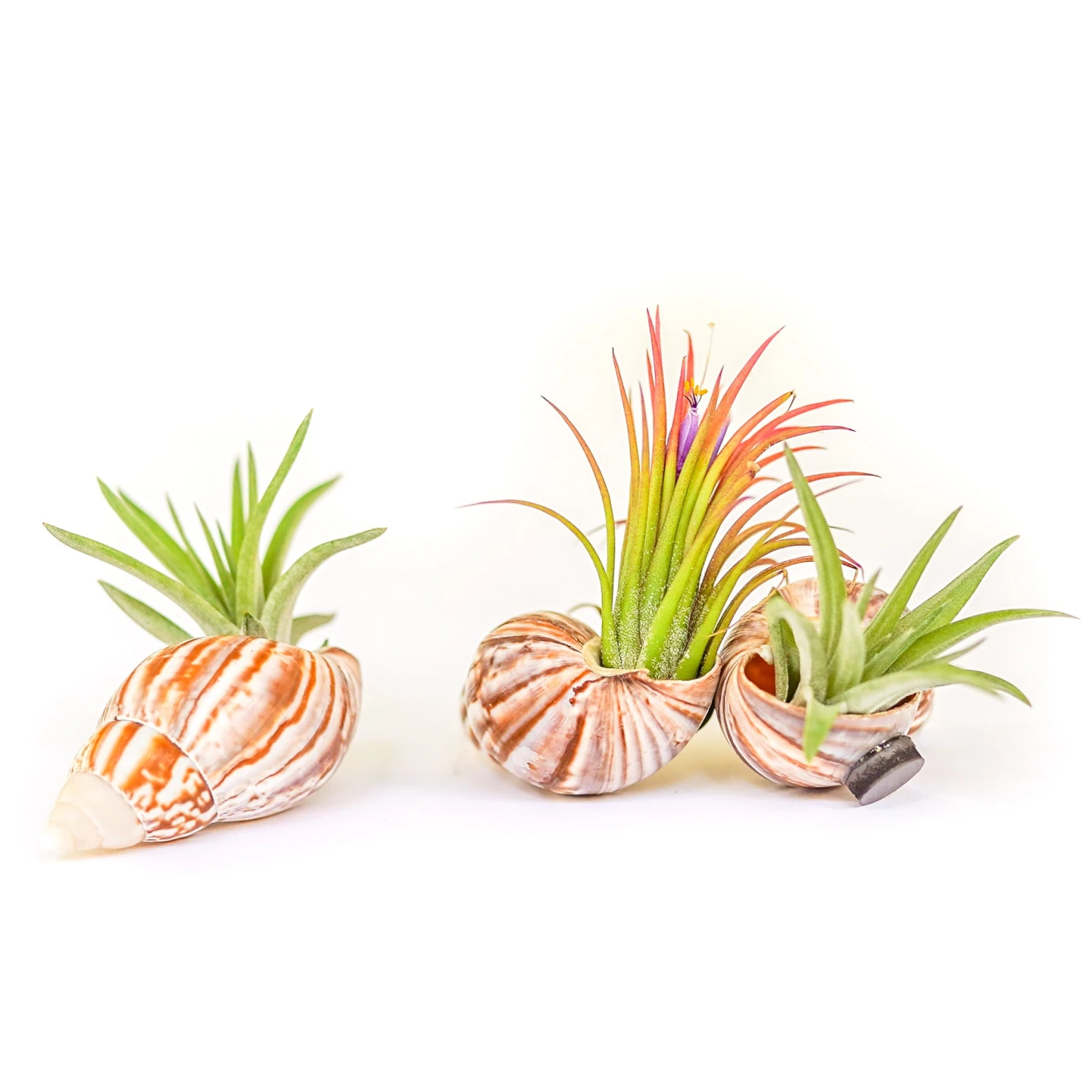 Set Of 3 Seashell Magnets With Tillandsia Air Plants 1 Set Of 3 Seashell Magnets With Tillandsia Air Plants