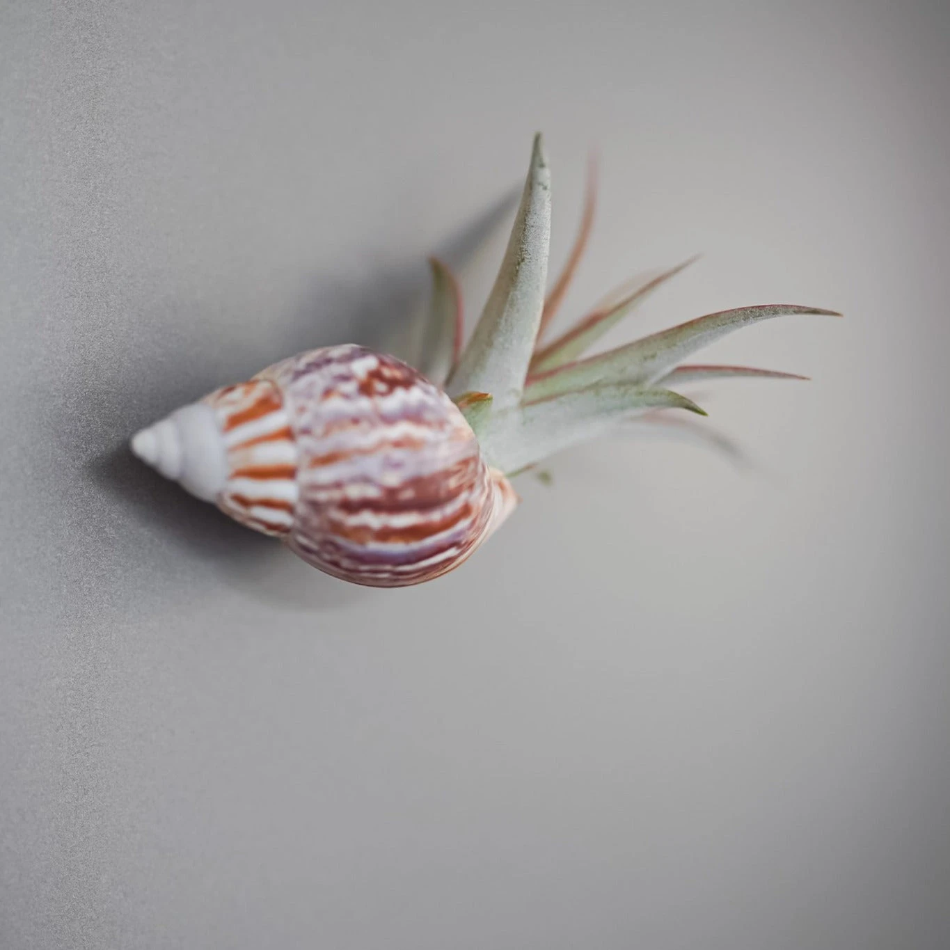 Set Of 3 Seashell Magnets With Tillandsia Air Plants 3 Set Of 3 Seashell Magnets With Tillandsia Air Plants - Image 3