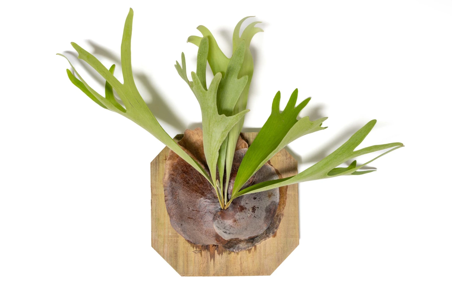Staghorn Fern Mounted On A Cedar Plank 2 Staghorn Fern Mounted On A Cedar Plank - Image 2