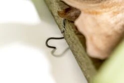 Staghorn Fern Mounted On A Cedar Plank 12 Staghorn Fern Mounted On A Cedar Plank -Air plant supply co. Staghorn Fern 2