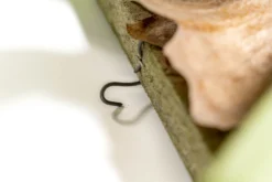 Staghorn Fern Mounted On A Cedar Plank -Air plant supply co. Staghorn Fern 2 scaled