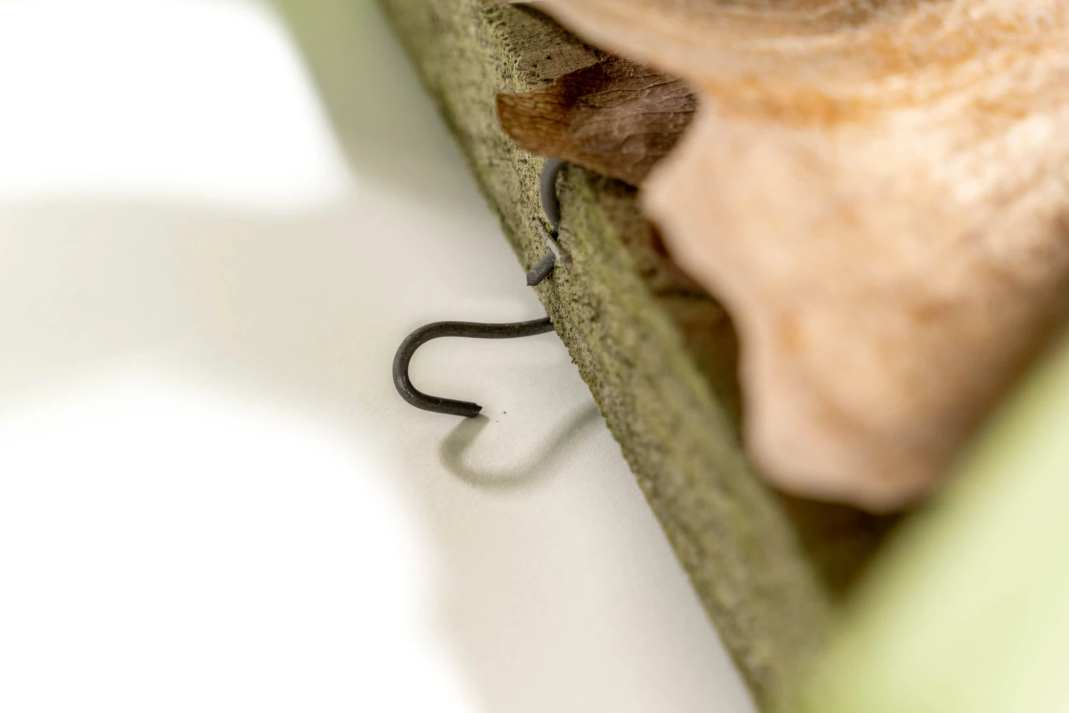 Staghorn Fern Mounted On A Cedar Plank 5 Staghorn Fern Mounted On A Cedar Plank - Image 5