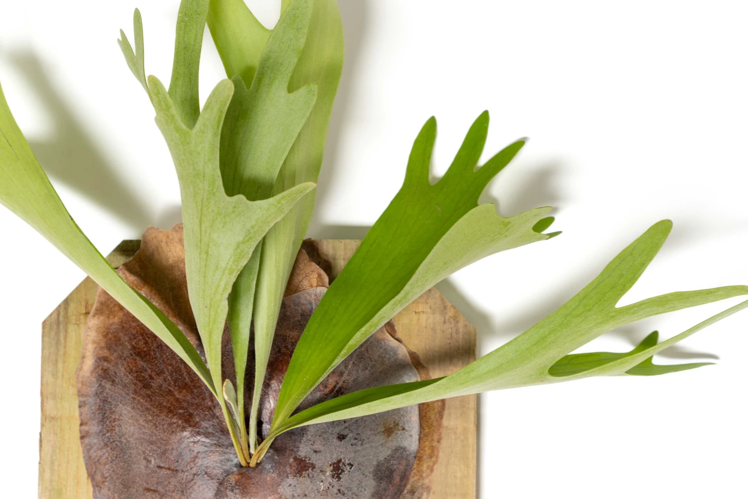 Staghorn Fern Mounted On A Cedar Plank 3 Staghorn Fern Mounted On A Cedar Plank - Image 3