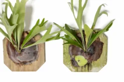 Staghorn Fern Mounted On A Cedar Plank -Air plant supply co. Staghorn Fern 4 scaled