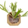 Staghorn Fern Mounted On A Cedar Plank