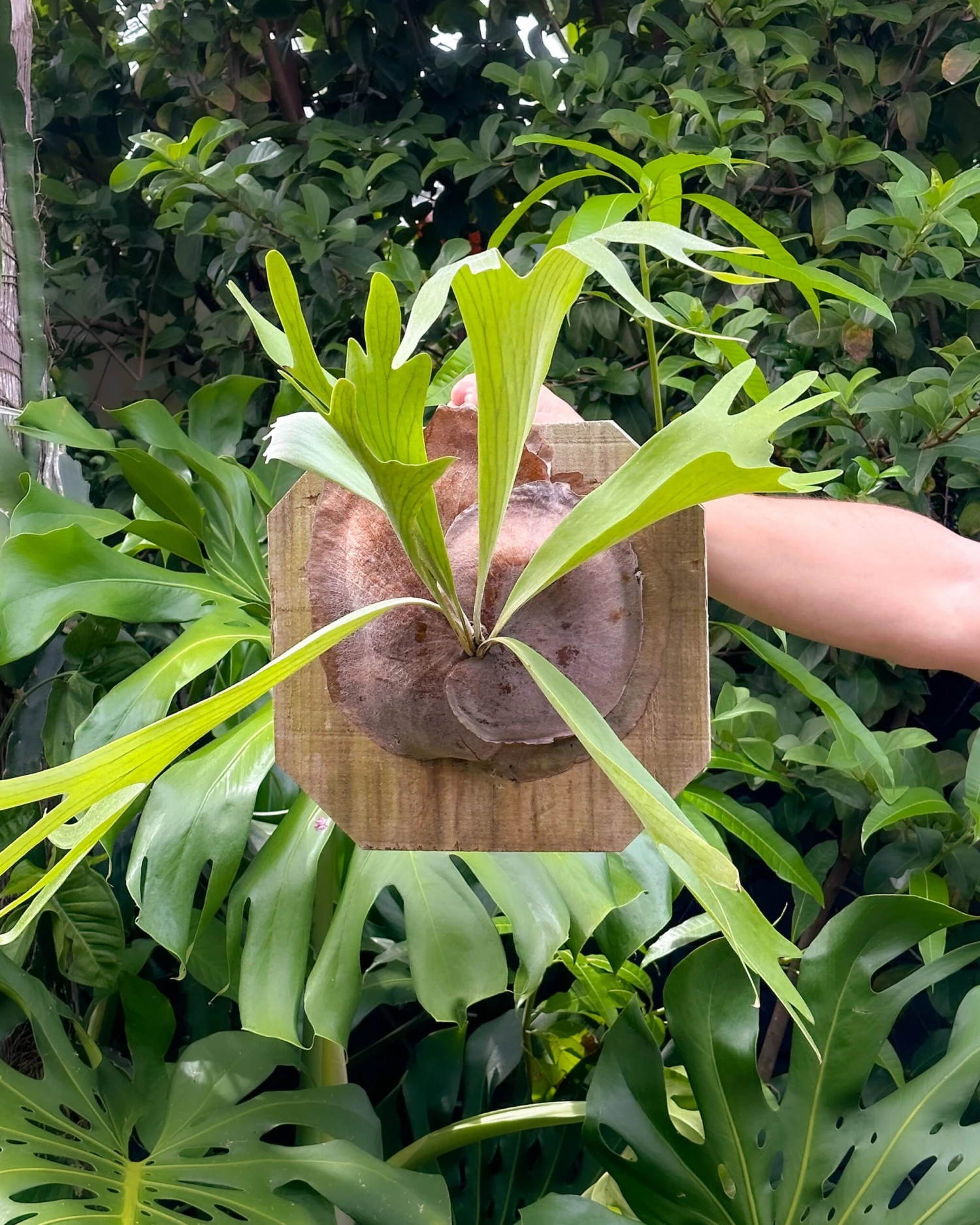 Staghorn Fern Mounted On A Cedar Plank 6 Staghorn Fern Mounted On A Cedar Plank - Image 6