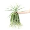 Huge Tillandsia Straminea 'Thick Leaf' - Specimen Plants - Limited Quantities