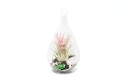Set Of 3 Teardrop Beach Terrariums With Black Sand -Air plant supply co. TeardropBeachTerrariumswithBlackSand b505c46a 5157 40a5 a837 b693545afa4b scaled