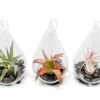 SALE - Set Of 3 Red Hots Complete Teardrop Terrariums