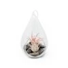 Teardrop Terrarium With Tillandsia Ionantha Fuego & Black Stones