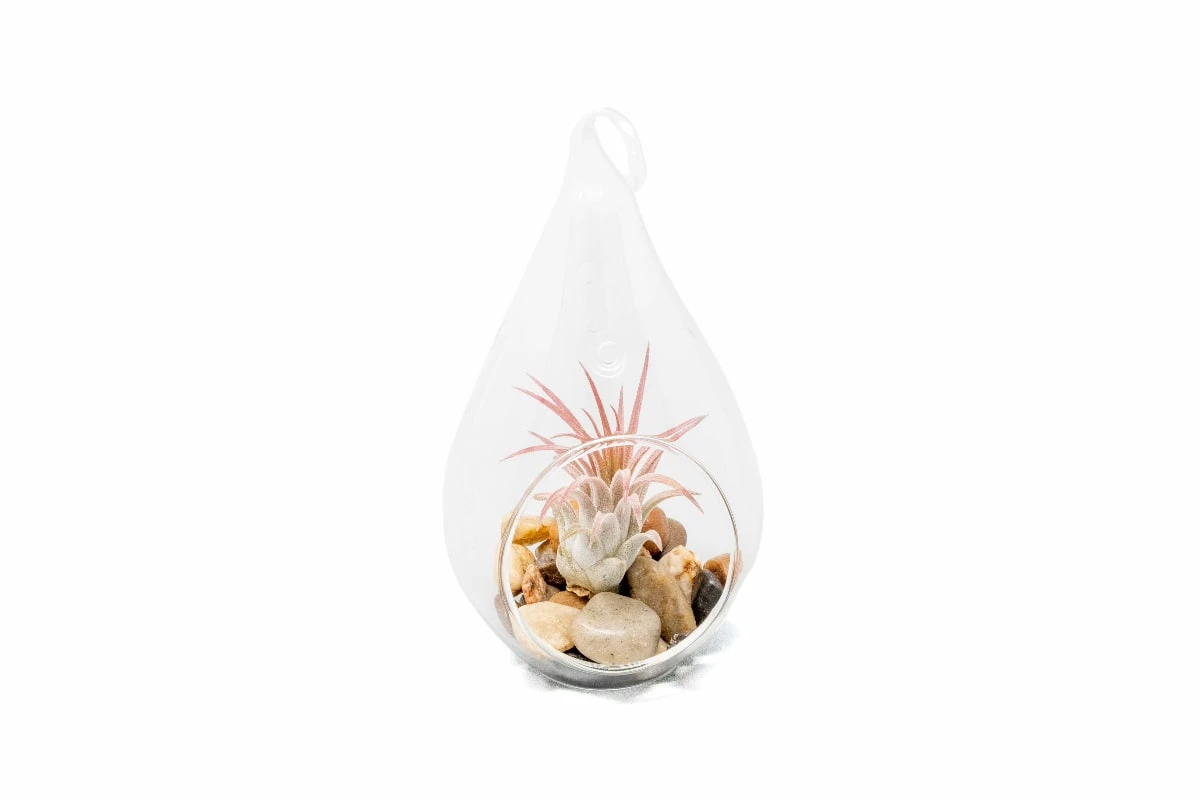 Teardrop Terrarium With Tillandsia Ionantha Guatemala & Riverstones 1 Teardrop Terrarium With Tillandsia Ionantha Guatemala & Riverstones