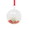 Mini "Snowflake" Ornament With Tillandsia Tectorum Air Plant