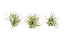 Tillandsia Tenuifolia Air Plant Clumps -Air plant supply co. TenufoliaClumpTillandsiasupply2
