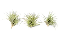 Tillandsia Tenuifolia Air Plant Clumps -Air plant supply co. TenufoliaClumpTillandsiasupply2 scaled
