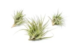 Tillandsia Tenuifolia Air Plant Clumps -Air plant supply co. TenufoliaClumpTillandsiasupply3