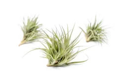 Tillandsia Tenuifolia Air Plant Clumps -Air plant supply co. TenufoliaClumpTillandsiasupply3 scaled