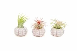 Sputnik Urchins With Tillandsia Air Plants