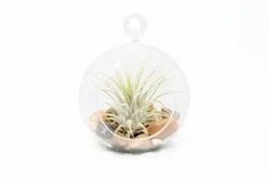 Terrarium Globe With Flat Bottom, Air Plant & River Stones