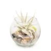 Tillandsia Harrisii Air Plant Bubble Bowl Terrarium