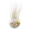 Tillandsia Juncea Air Plant Bubble Bowl Terrarium