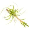 Tillandsia Roland Gosselini Air Plant