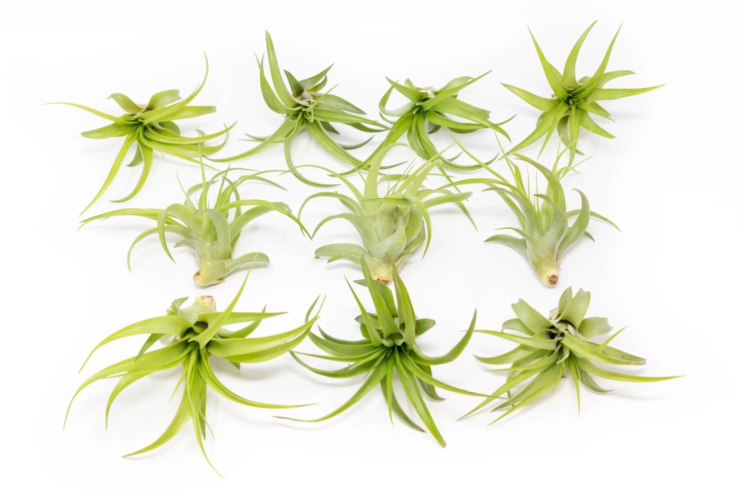 Tillandsia Abdita Brachycaulos Air Plants - Set Of 10, 20 Or 30 - 60% Off 2 Tillandsia Abdita Brachycaulos Air Plants - Set Of 10, 20 Or 30 - 60% Off - Image 2