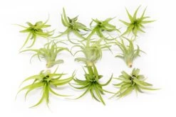 Tillandsia Abdita Brachycaulos Air Plants -Air plant supply co. Tillandsia Air Plant Abdita 3 382f70b2 5e7c 4abd 93b4 c0b4fdc6bde4