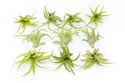 Tillandsia Abdita Brachycaulos Air Plants -Air plant supply co. Tillandsia Air Plant Abdita 3 382f70b2 5e7c 4abd 93b4 c0b4fdc6bde4 scaled