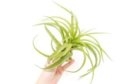 XL Tillandsia Abdita Brachycaulos Air Plants / 7-9 Inch Plants -Air plant supply co. Tillandsia Air Plant Abdita XL 2