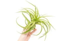 XL Tillandsia Abdita Brachycaulos Air Plants / 7-9 Inch Plants -Air plant supply co. Tillandsia Air Plant Abdita XL 2 scaled