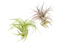 XL Tillandsia Abdita Brachycaulos Air Plants / 7-9 Inch Plants -Air plant supply co. Tillandsia Air Plant Abdita XL 3 1