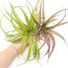 XL Tillandsia Abdita Brachycaulos Air Plants / 7-9 Inch Plants