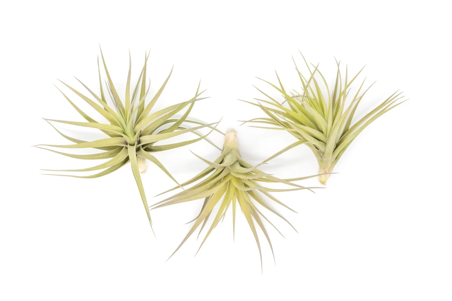 SALE - Tillandsia Aeranthos - Clavel Del Aire - "Carnation Of The Air" Air Plants 5 SALE - Tillandsia Aeranthos - Clavel Del Aire - "Carnation Of The Air" Air Plants - Image 5