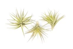Tillandsia Aeranthos - Clavel Del Aire - "Carnation Of The Air" Air Plants -Air plant supply co. Tillandsia Air Plant Aeranthos 1 84a5e624 ebae 4930 9f20 92aedef71323