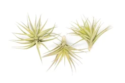 Tillandsia Aeranthos - Clavel Del Aire - "Carnation Of The Air" Air Plants -Air plant supply co. Tillandsia Air Plant Aeranthos 1 84a5e624 ebae 4930 9f20 92aedef71323 scaled