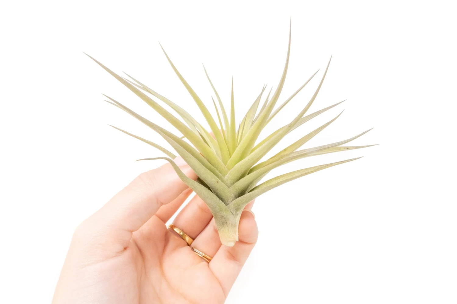 SALE - Tillandsia Aeranthos - Clavel Del Aire - "Carnation Of The Air" Air Plants 2 SALE - Tillandsia Aeranthos - Clavel Del Aire - "Carnation Of The Air" Air Plants - Image 2