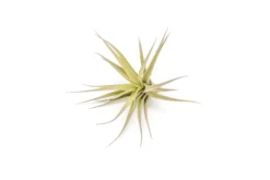 SALE - Tillandsia Aeranthos - Clavel Del Aire - "Carnation Of The Air" Air Plants -Air plant supply co. Tillandsia Air Plant Aeranthos 3 scaled