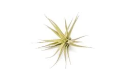 Tillandsia Aeranthos - Clavel Del Aire - "Carnation Of The Air" Air Plants -Air plant supply co. Tillandsia Air Plant Aeranthos 3 eb0394a2 49af 4067 a464 3b3fab739cfa