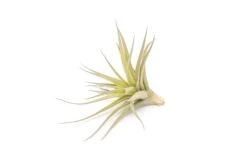 Tillandsia Aeranthos - Clavel Del Aire - "Carnation Of The Air" Air Plants -Air plant supply co. Tillandsia Air Plant Aeranthos 4 611bd9fc 0889 4c9b a70d 1823146d2ffe