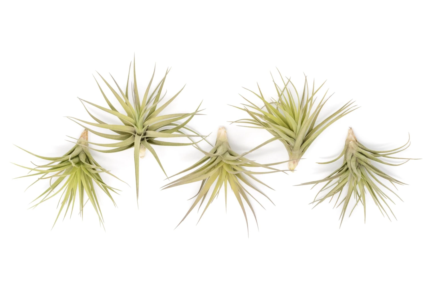 SALE - Tillandsia Aeranthos - Clavel Del Aire - "Carnation Of The Air" Air Plants 6 SALE - Tillandsia Aeranthos - Clavel Del Aire - "Carnation Of The Air" Air Plants - Image 6