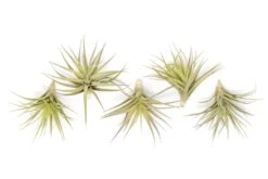 Tillandsia Aeranthos - Clavel Del Aire - "Carnation Of The Air" Air Plants -Air plant supply co. Tillandsia Air Plant Aeranthos 5 1b8c53c0 5a8a 4299 b95a 18776a7661dd