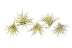 Tillandsia Aeranthos - Clavel Del Aire - "Carnation Of The Air" Air Plants -Air plant supply co. Tillandsia Air Plant Aeranthos 5 1b8c53c0 5a8a 4299 b95a 18776a7661dd scaled