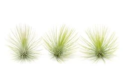 Tillandsia Andreana Air Plant -Air plant supply co. Tillandsia Air Plant Andreana 15
