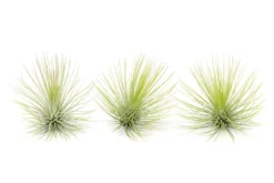 Tillandsia Andreana Air Plant -Air plant supply co. Tillandsia Air Plant Andreana 15 scaled