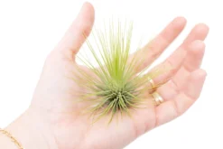 Tillandsia Andreana Air Plants