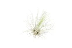 SALE Tillandsia Argentea Thin Air Plants - Set Of 5 Or 10 - 50% Off