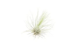 SALE Tillandsia Argentea Thin Air Plants - Set Of 5 Or 10 - 50% Off